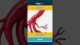 🇬🇧🇪🇸 artery  artería  vocabulary builder  learn English  aprendamos inglés [upl. by Deron598]