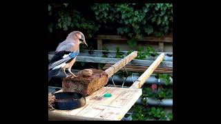 EURASIAN JAY  DISCOVER BIRD FEEDER [upl. by Aihselef]