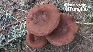 Conoscere i Funghi  Lactarius rufus [upl. by Shimberg]