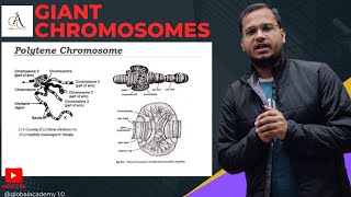 📈Giant Chromosomes📍Polythene Chromosomes 🦠 Lampbrush Chromosomes polytene lampbrush pw neet📊 [upl. by Tattan745]