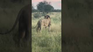 Powerful Lion Roaring at Dusk  Incredible Wildlife Encounter [upl. by Petromilli]