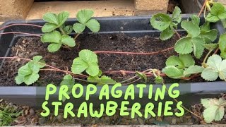 How to Propagate Strawberries [upl. by Adria]