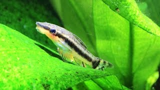 Otocinclus Oto cat Dwarf Suckermouth Species Spotlight [upl. by Garaway]