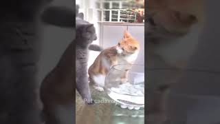 Los animales más graciosos 🐈🐕🙈🙀😹 funny gatoschistosos catfunny animaleschistosos catvideos [upl. by Omor769]