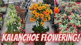 Best Tips for KALANCHOE Plant Care and Secrets to Make Kalanchoe Bloom [upl. by Anirahc]