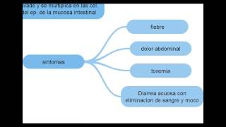 Escherichia Coli  Microbiologia [upl. by Anowahs970]