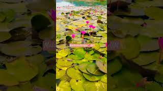 Samba Naathu saara kathu song cheran pandiyannature villagevillagelifeshortsvideo travel [upl. by Htebsle766]