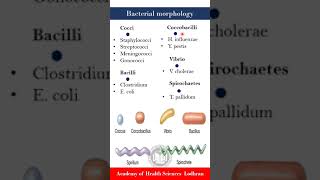 Morphology or shapes of bacteria  Microbiology  By Imran Yaseen [upl. by Nerrat]