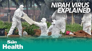 Nipah virus the quotnext pandemic threatquot explained [upl. by Jovitta]