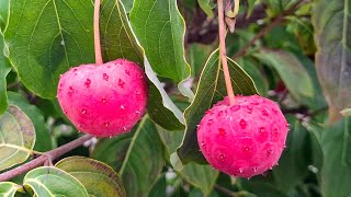 Cornus cousa  two delicious Varieties of Corean Dogwood look like Aliens [upl. by Mcgee]