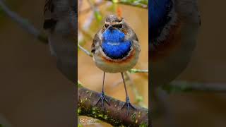 Chant Gorgebleue à Miroir  Bluethroat sing bird calling shorts 4k [upl. by Issim475]