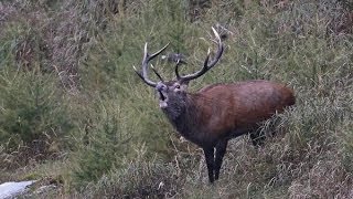 CACCIANDO  CACCIA AL CERVO  Red deer stag hunting in Italy [upl. by Bud]