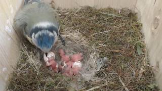 2018 05 04 Nun sind auch die Blaumeisen Eltern geworden [upl. by Gery]