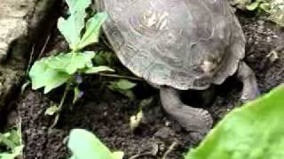 Rhinoclemmys pulcherrima incisa Honduran Wood Turtle [upl. by Bevus385]