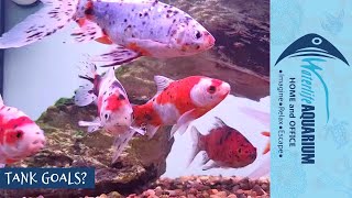 Fresh New Fishes  Waterlife Aquarium [upl. by Pelmas]