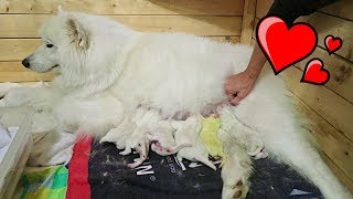 SAMOYED DOG GIVING BIRTH TO 12 PUPPIES birth vlog [upl. by Yhtak298]