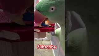 Alexandrine parakeet Parrot wood chew Satisfying 😋 [upl. by Keating]