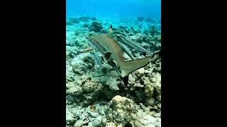 The shark and remora relationship benefits both species [upl. by Anselmi]