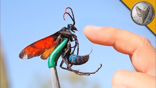 TARANTULA HAWK atakuje Ukąszenie jednej z największych os na świecie  Brave Wilderness Polski [upl. by Aicerg]