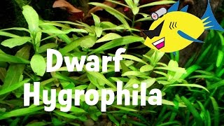 Dwarf Hygrophila Hygrophila polysperma Aquarium Plant [upl. by Eiddam113]