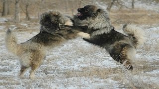 Caucasian Shepherd Dog vs Wolf Documentary in HD [upl. by Duile]