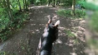 Kallie Horse  Lullingstone Country Park Bridleway on horseback in summer [upl. by Lletnuahs]