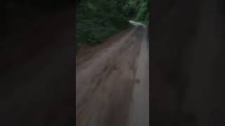 Unexpected encounter wild pig startles motorcyclist in Castillejos Philippines [upl. by Evelin262]