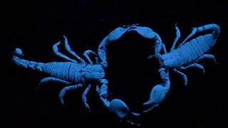 Scorpions Choose Their Mates by Dancing With Them [upl. by Neehar]