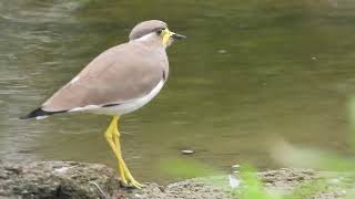 Yellowwattled lapwing [upl. by Siclari593]