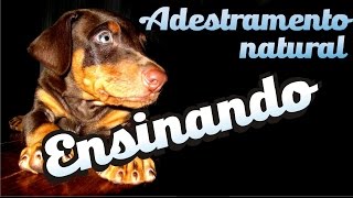 Curso Adestramento natural  10  Como fazer o cão aprender  Como fazer seu cão obedecer [upl. by Ilse]