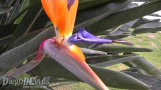 Strelitzia reginae  Crane Flower Strelitziaceae avedoparaíso estrelícia [upl. by Aileahcim]