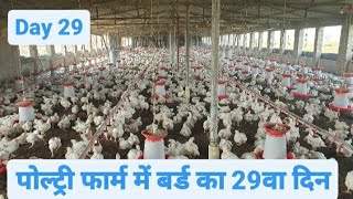 Day 29 of Broiler Poultry Farming  Broiler Chicken Farming [upl. by Miran735]