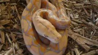 Purple And Lavender Albino Retics [upl. by Solita]