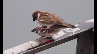 1130330 The Eurasian tree sparrow mating at NanYang bridge [upl. by Chiarra]