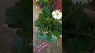 Gerbera plant care tips gardening youtubeshorts terracegarden trending plants [upl. by Anema761]