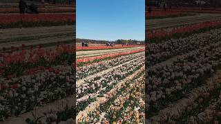 Tulip Festival 💐 2024  tulips newyork festival longisland tulipfarm [upl. by Akema57]