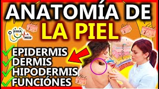 ANATOMÍA DE LA PIEL EPIDERMIS DERMIS HIPODERMIS  GuiaMed [upl. by Murdoch]