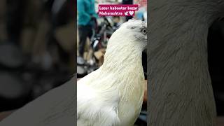 Latur pigeons market 🏆🕊️ 🥀🤍allabakashmiyann4377 kabootar pigeons bird birdspecies [upl. by Ahsiruam]