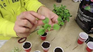 Propagating Plants with Runners or Stolons  Alsobia Dianthiflora [upl. by Aerdnu]