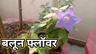 Platycodon grandiflorus caring tips [upl. by Berners]