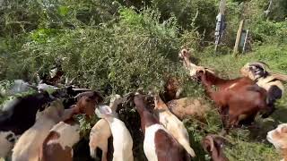 Tree Hay  Fodder for Goats [upl. by Roze]