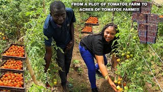 WEST AFRICA MILLIONAIRE TOMATO FARMER SHARES SECRET TO SUCCESSFUL TOMATO FARMING SMALL BUSINESS 🇳🇬 [upl. by Nhar]