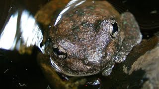 Perons tree frog in barrel with branches [upl. by Ahsele]