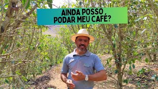 Ainda da tempo de podar o cafeeiro [upl. by Erica]