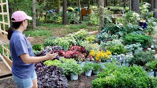 Unboxing GORGEOUS Proven Winners Perennials [upl. by Takken]