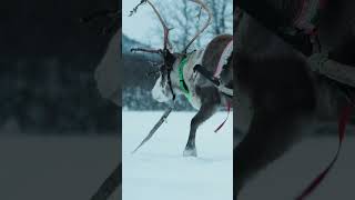 Reindeer Sledding Tours in Tromsø Norway [upl. by Gebler]