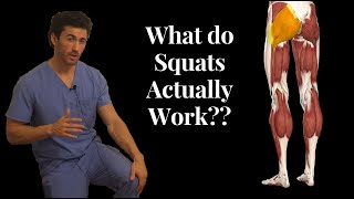 BEFORE YOU SQUAT Understand the ANATOMY Behind it What Muscles Squats Actually Work [upl. by Ayyn]