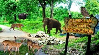 Parambikulam tiger Reserve via topslip safari spotting wild animals amp Evergreen forest  Palakkad [upl. by Vassily113]