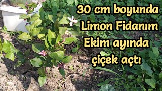 Küçük Limon Fidanı Sonbaharda Çiçek Açtı [upl. by Aivuy]