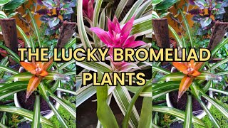 Why are Variegated Bromeliad Plants Lucky in Year of the Wood Snake [upl. by Naruq]